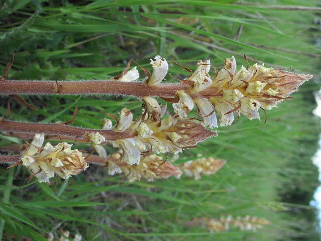 Orobanche picridis
